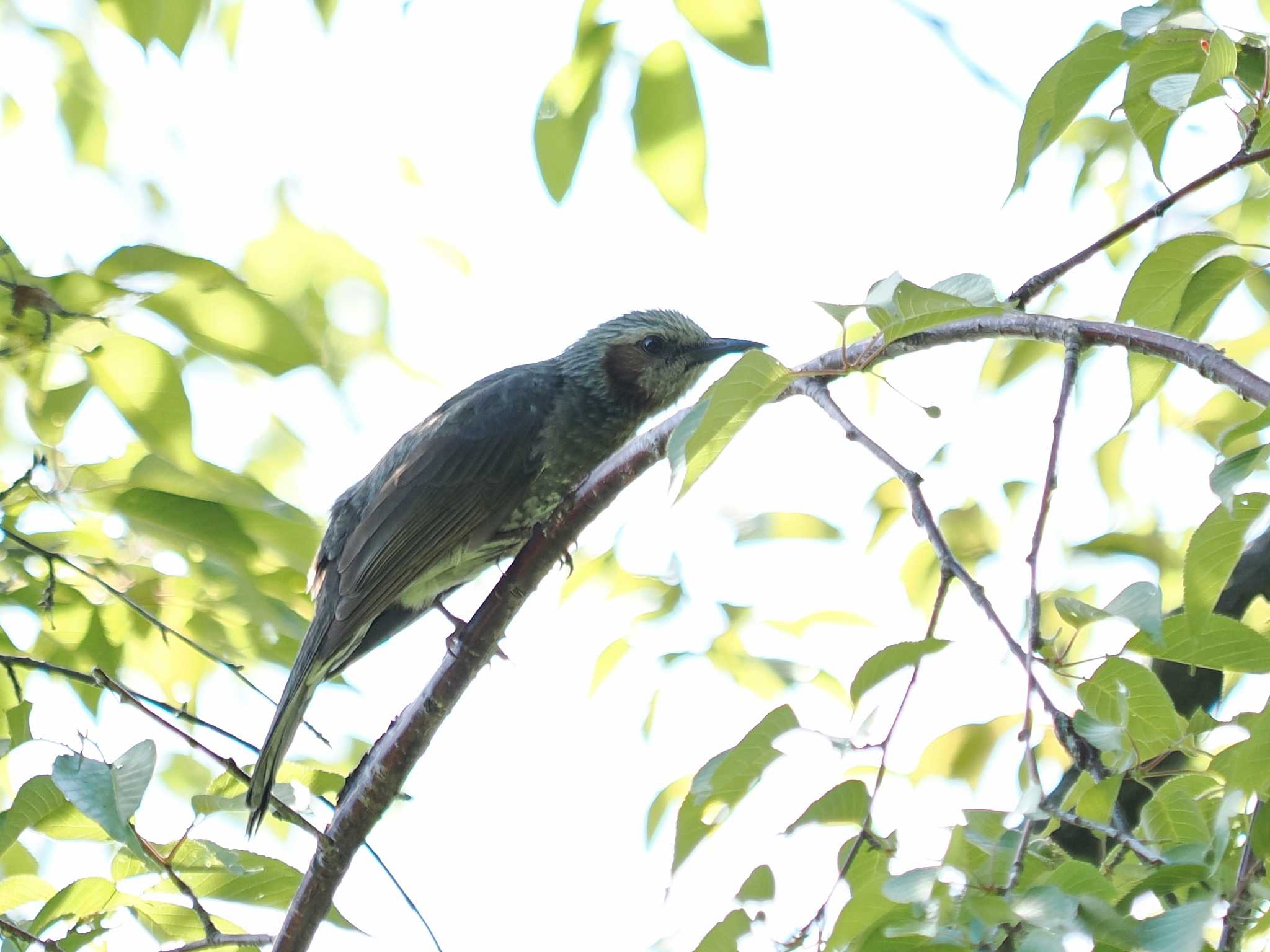 Brown-eared Bulbul