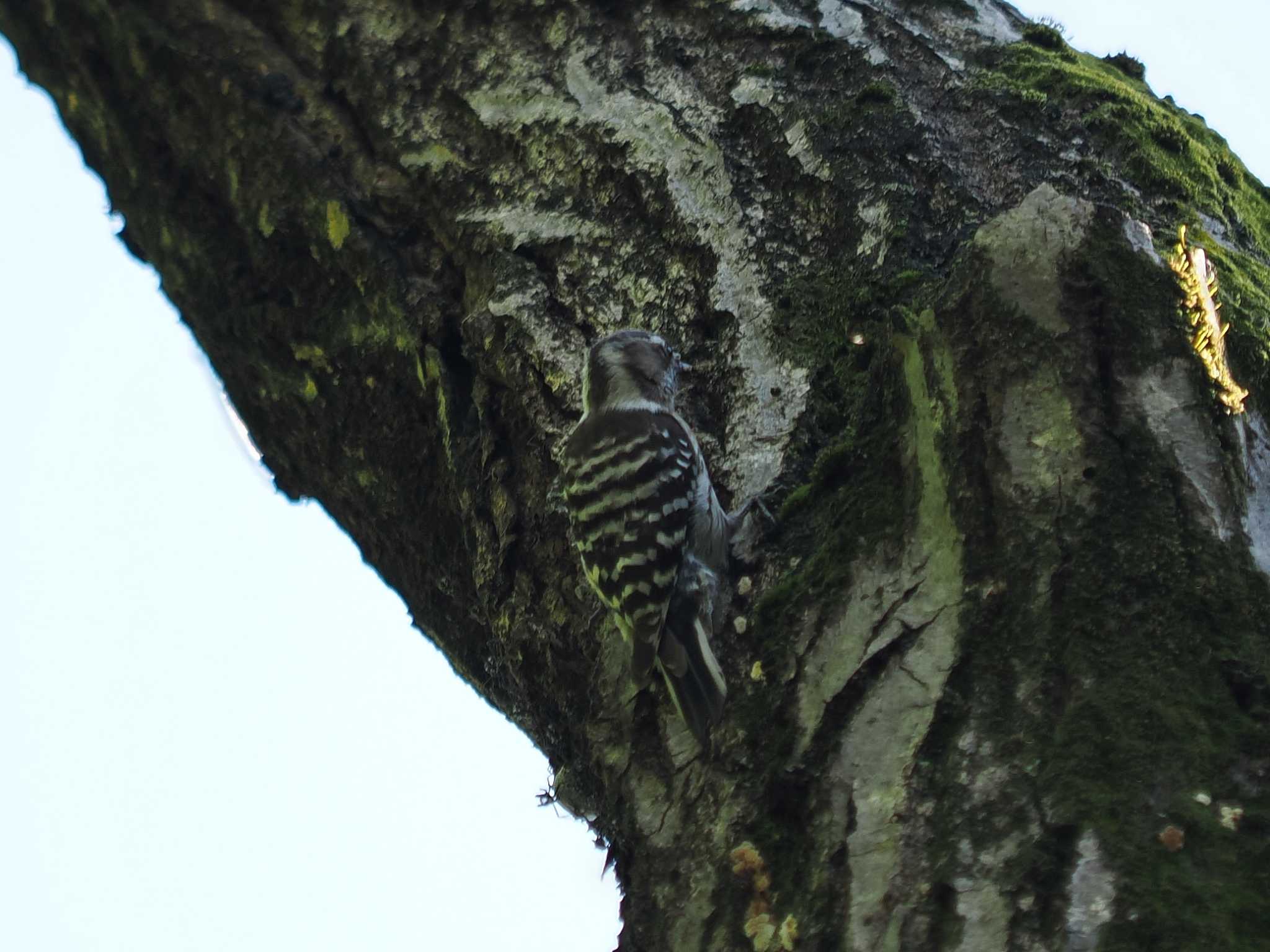 Photo of Japanese Pygmy Woodpecker at 生田緑地 by sario