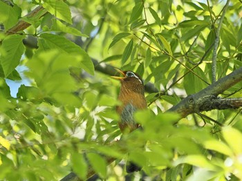 ガビチョウ 生田緑地 2024年4月25日(木)