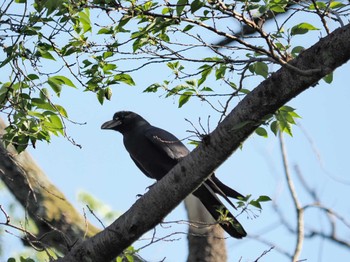 Large-billed Crow 生田緑地 Thu, 4/25/2024