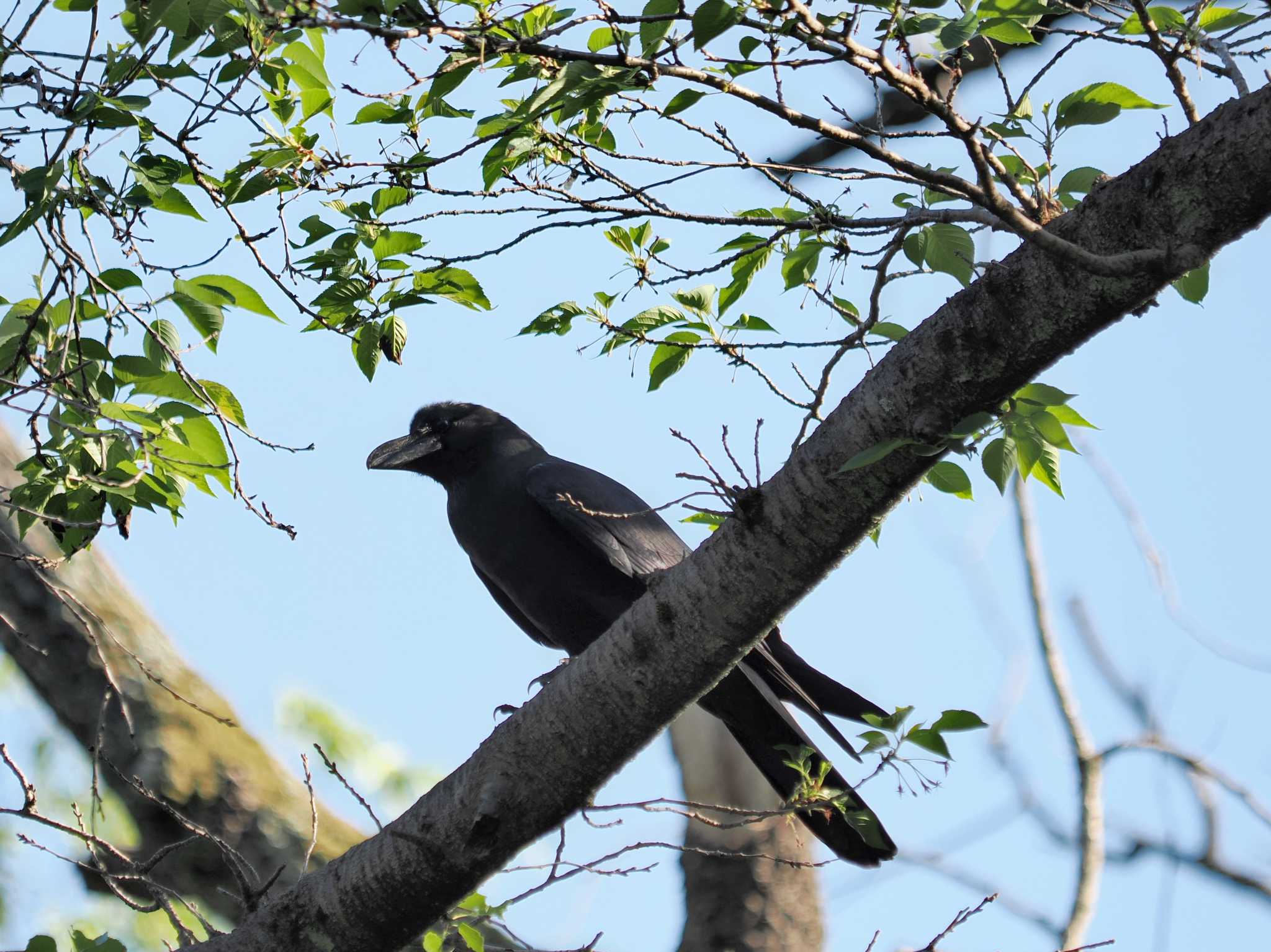 Photo of Large-billed Crow at 生田緑地 by sario