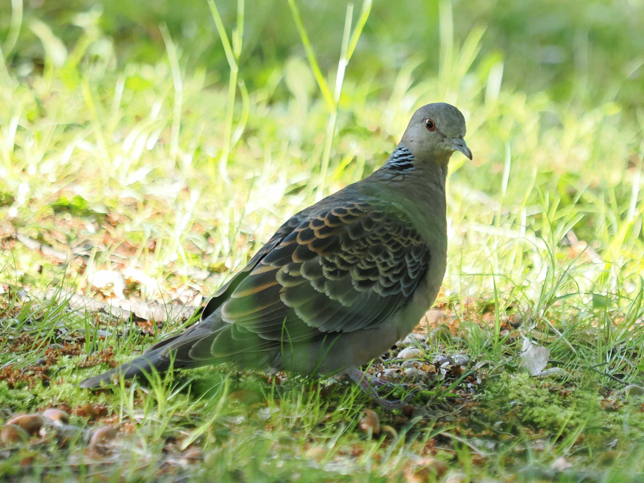 Photo of Oriental Turtle Dove at 生田緑地 by sario