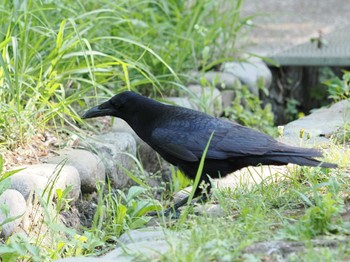 ハシボソガラス 生田緑地 2024年4月25日(木)