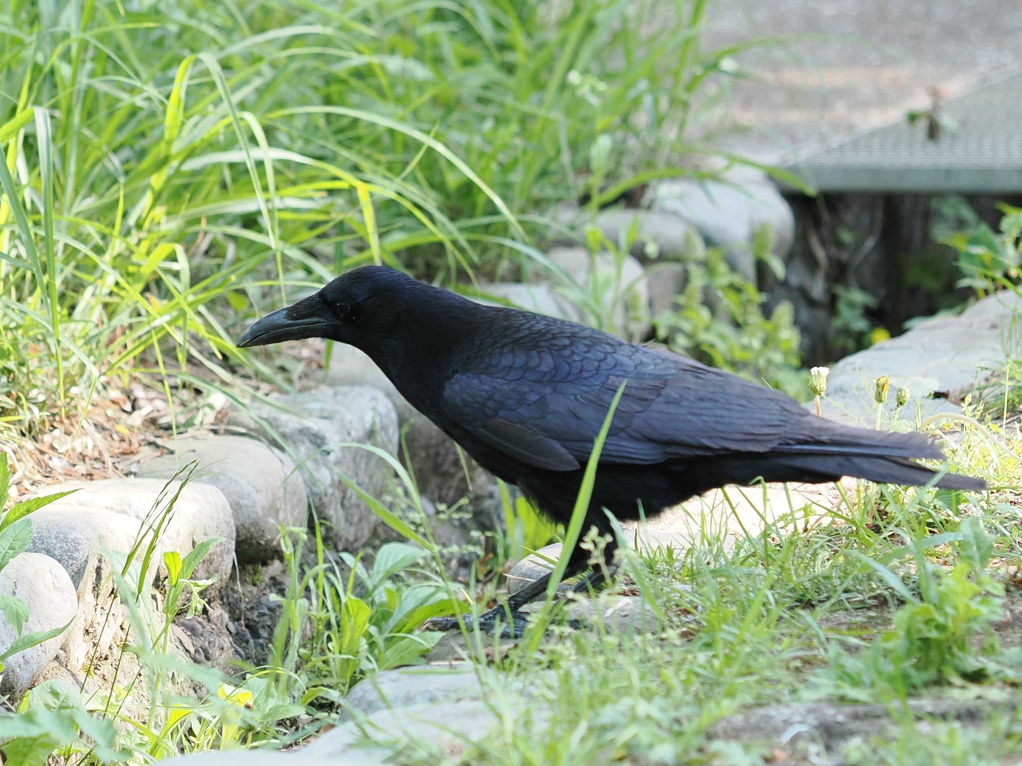 Photo of Carrion Crow at 生田緑地 by sario