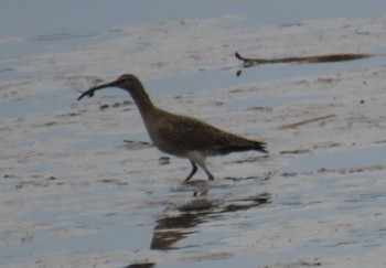 Eurasian Whimbrel Kasai Rinkai Park Sat, 4/27/2024