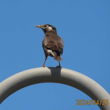 White-cheeked Starling ぐるり公園 Thu, 4/25/2024