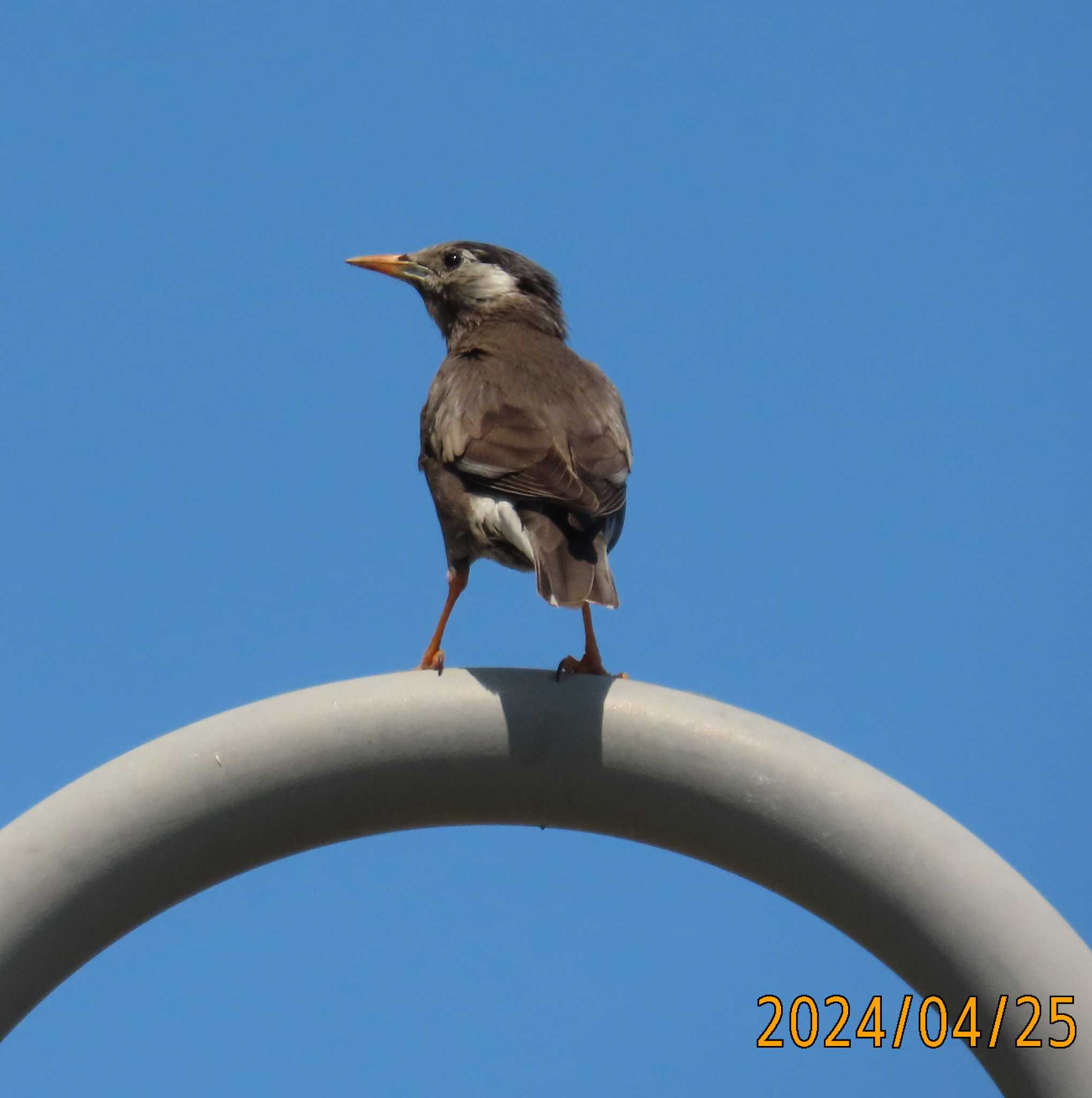 Photo of White-cheeked Starling at ぐるり公園 by チョコレート