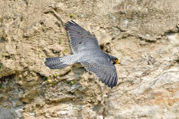 Peregrine Falcon Aobayama Park Sat, 4/27/2024