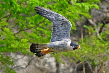 Peregrine Falcon Aobayama Park Sat, 4/27/2024