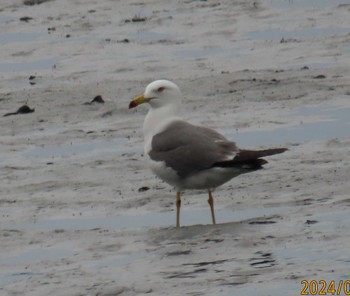 Black-tailed Gull Kasai Rinkai Park Sat, 4/27/2024