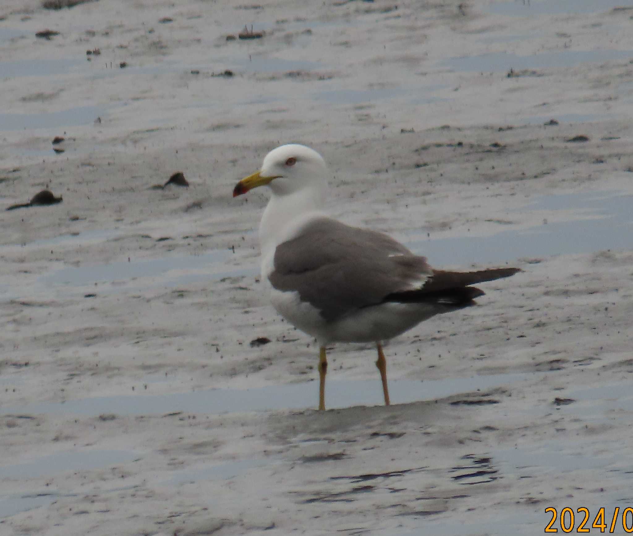 Photo of Black-tailed Gull at Kasai Rinkai Park by チョコレート