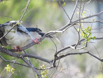 Black-crowned Night Heron 打上川治水緑地 Sat, 4/20/2024