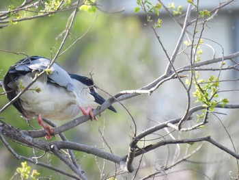 Black-crowned Night Heron 打上川治水緑地 Sat, 4/20/2024