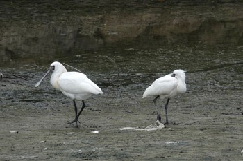 Black-faced Spoonbill 与根の三角池 Tue, 4/9/2024