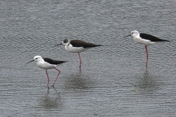 Black-winged Stilt 与根の三角池 Tue, 4/9/2024