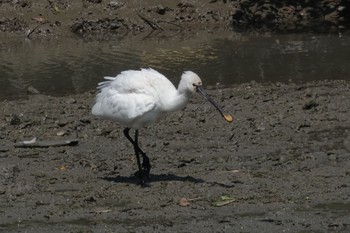 ヘラサギ 漫湖水鳥・湿地センター 2024年4月10日(水)