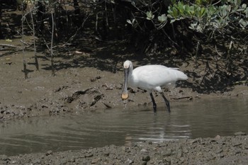 ヘラサギ 漫湖水鳥・湿地センター 2024年4月10日(水)