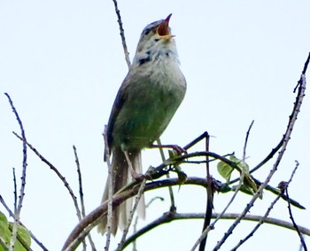 Japanese Bush Warbler Maioka Park Sat, 4/27/2024