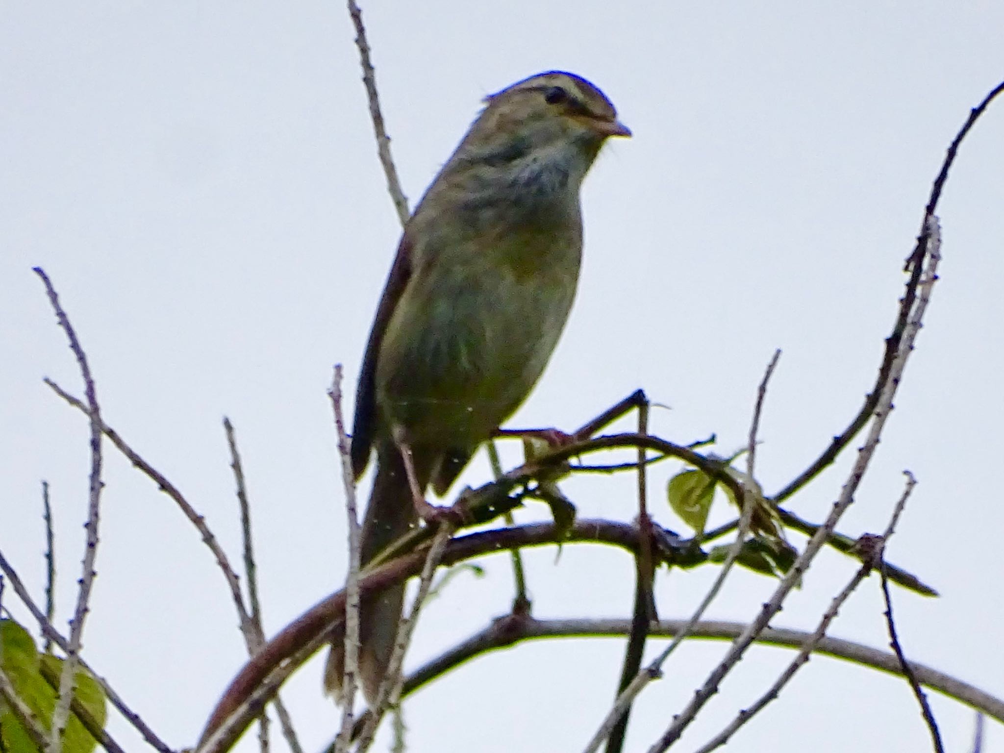 Photo of Japanese Bush Warbler at Maioka Park by KAWASEMIぴー