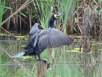 Great Cormorant Maioka Park Sat, 4/27/2024