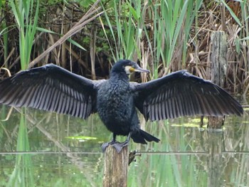 カワウ 舞岡公園 2024年4月27日(土)