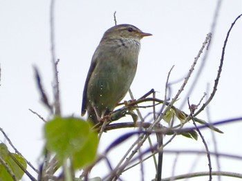 Japanese Bush Warbler Maioka Park Sat, 4/27/2024