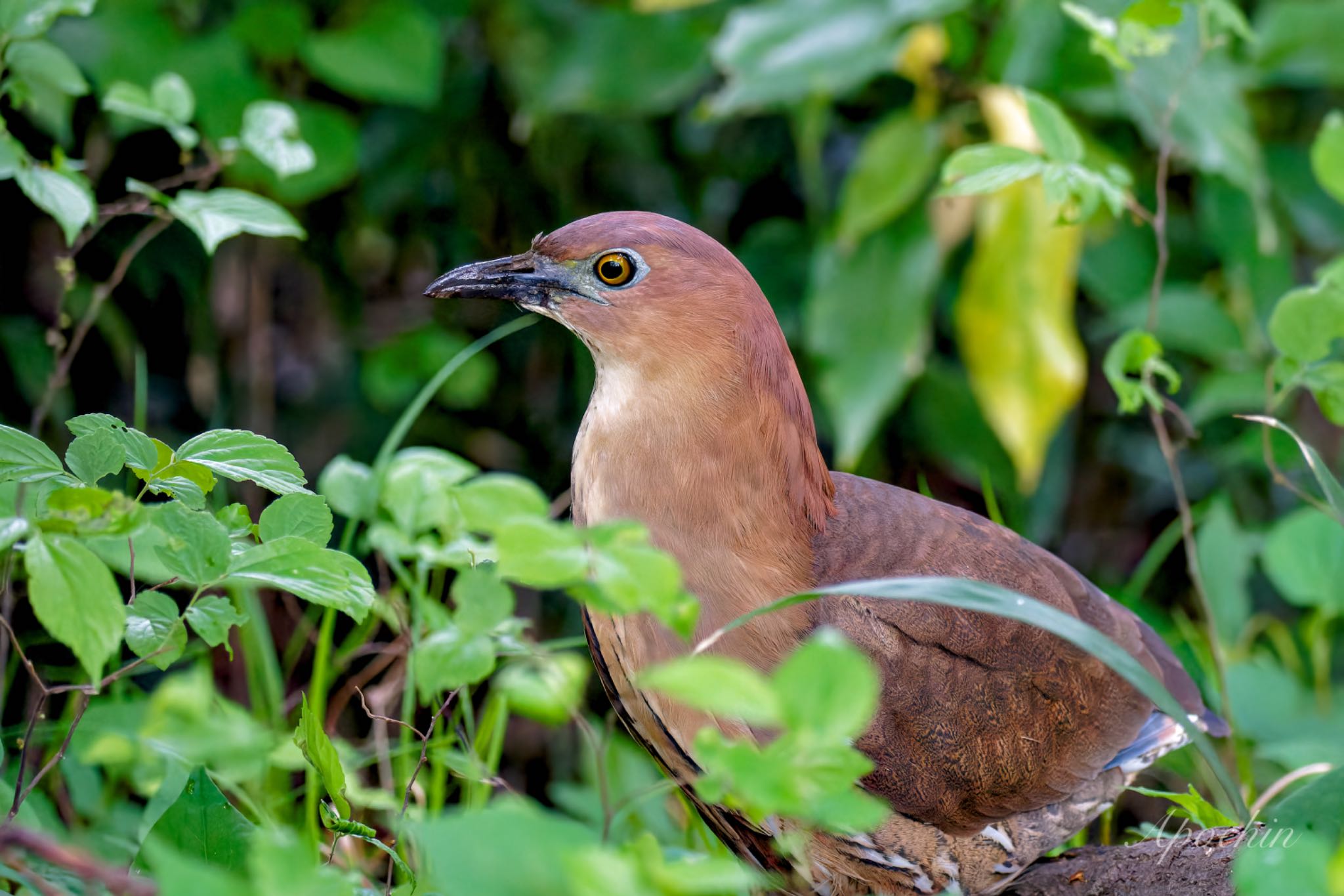 Photo of Japanese Night Heron at Ukima Park by アポちん