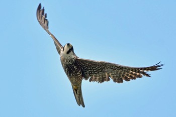 Peregrine Falcon Aobayama Park Sat, 4/27/2024