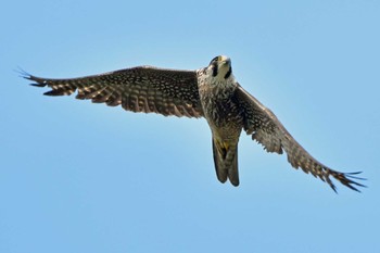 Peregrine Falcon Aobayama Park Sat, 4/27/2024