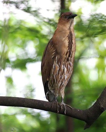 Japanese Night Heron Ukima Park Sat, 4/27/2024