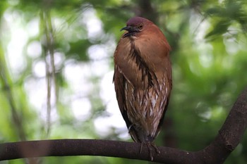 Japanese Night Heron Ukima Park Sat, 4/27/2024