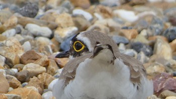 Little Ringed Plover 奈良県 Wed, 4/24/2024