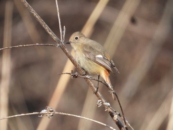 Daurian Redstart 深田記念公園 山梨県韮崎市 Sat, 2/24/2024