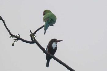 White-throated Kingfisher スリランカ Thu, 3/7/2024