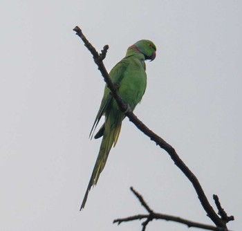 Indian Rose-necked Parakeet スリランカ Thu, 3/7/2024