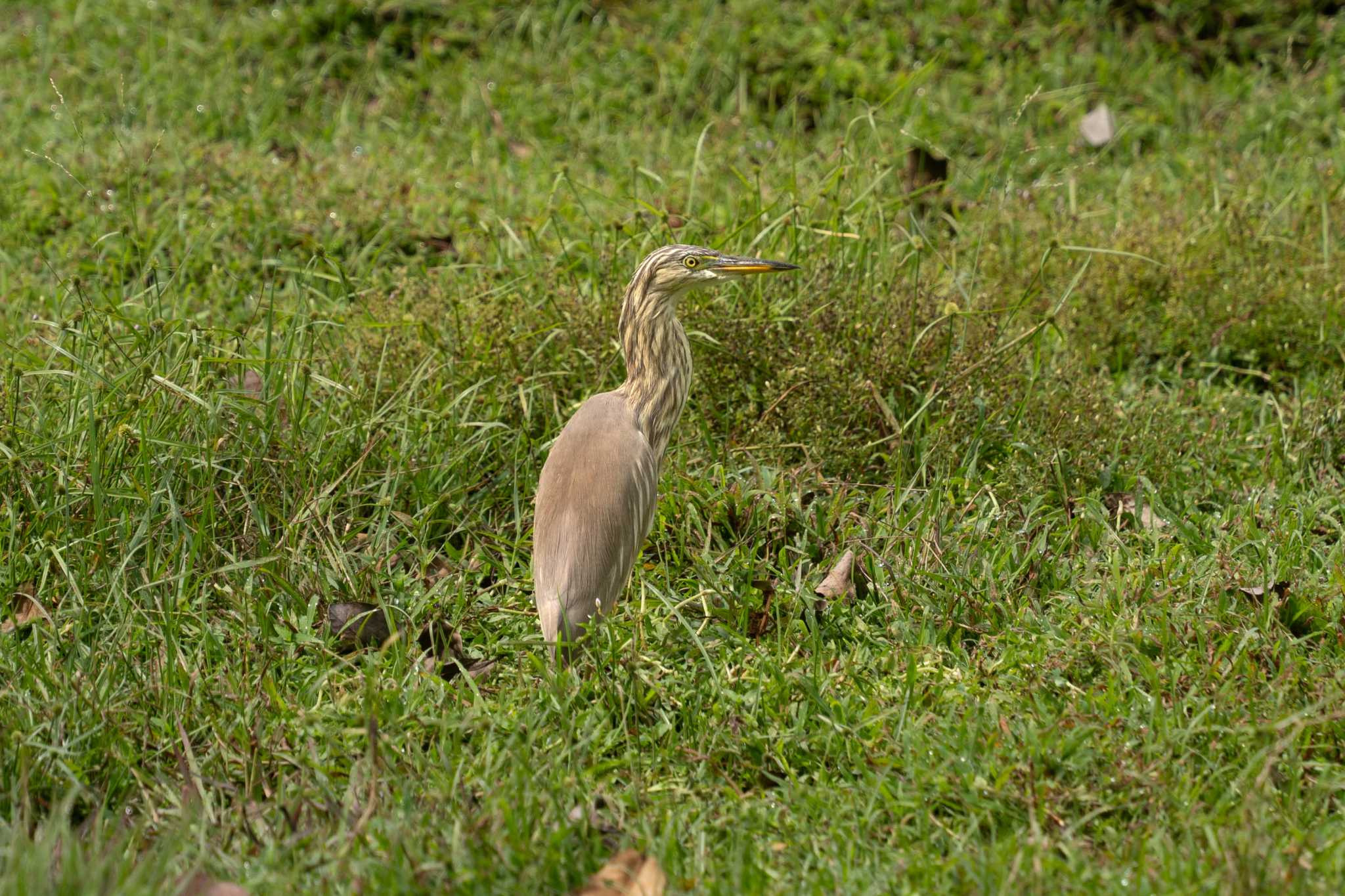 Indian Pond Heron