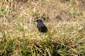 Pied Bush Chat スリランカ Sat, 3/9/2024