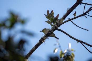 Warbling White-eye スリランカ Sat, 3/9/2024