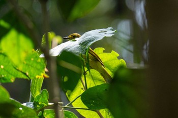 Yellow-browed Bulbul スリランカ Sun, 3/10/2024