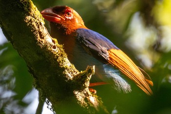 Sri Lanka Blue Magpie スリランカ Sun, 3/10/2024