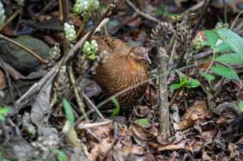 Sri Lanka Junglefowl スリランカ Sun, 3/10/2024