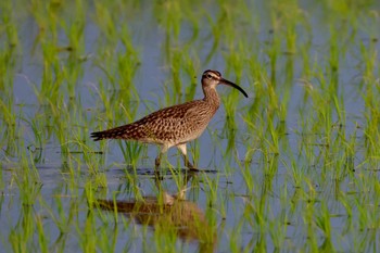 Eurasian Whimbrel 田んぼ Sat, 4/27/2024