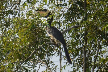 Malabar Pied Hornbill スリランカ Mon, 3/11/2024