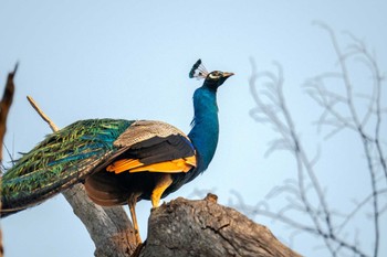 Indian Peafowl スリランカ Mon, 3/11/2024