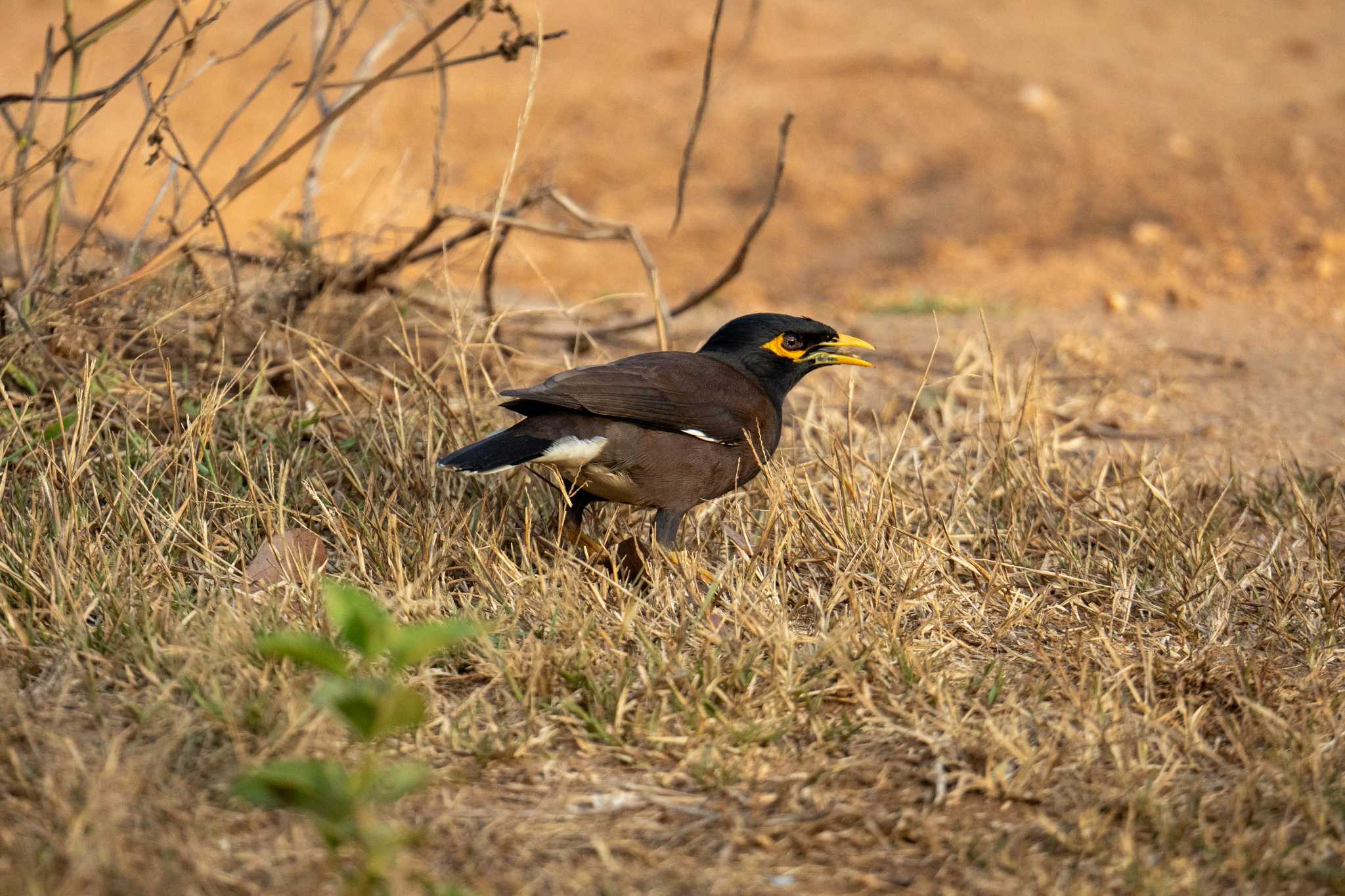 Photo of Common Myna at スリランカ by はいわん