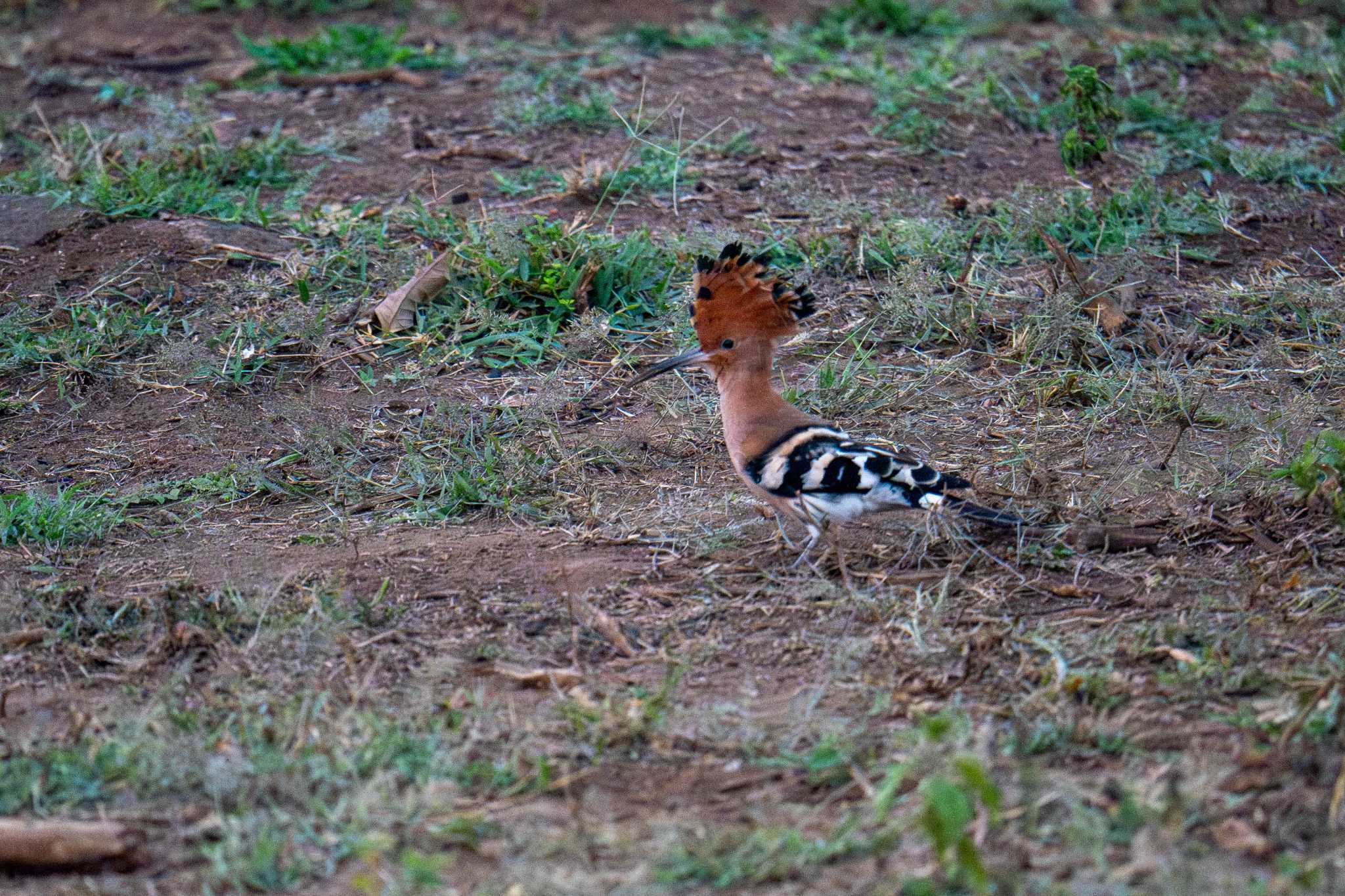 Eurasian Hoopoe