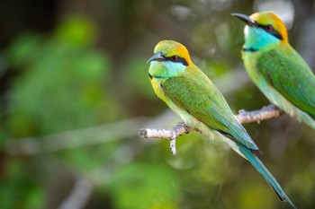 2024年3月11日(月) スリランカの野鳥観察記録