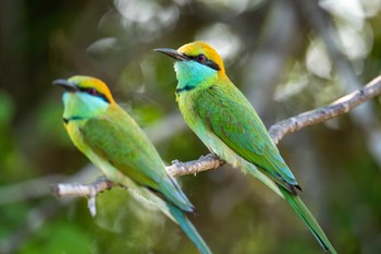 Asian Green Bee-eater スリランカ Mon, 3/11/2024