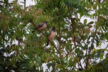 Rosy Starling スリランカ Mon, 3/11/2024