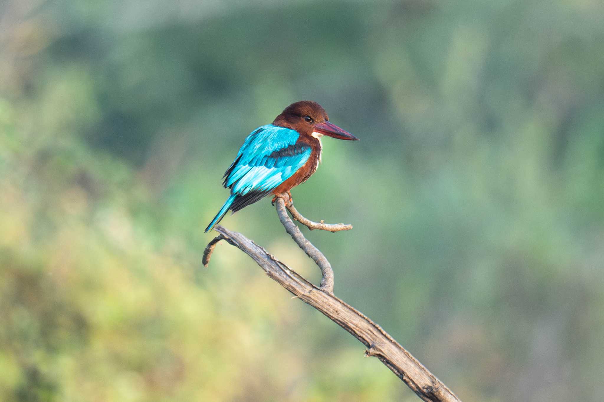 Photo of White-throated Kingfisher at スリランカ by はいわん